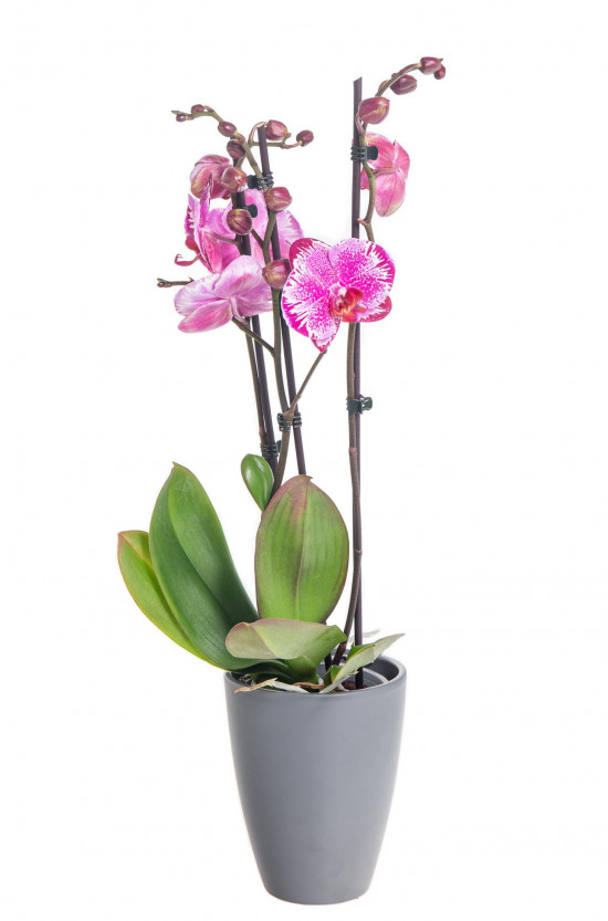 Orchidej Můrovec, Phalaenopsis Melody, 2 výhony, bílo - růžová-14898