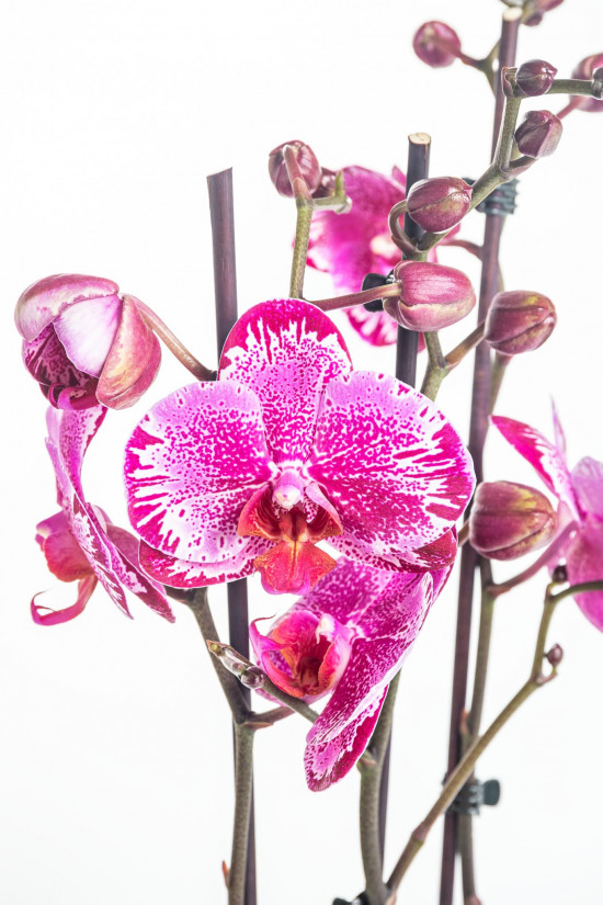 Orchidej Můrovec, Phalaenopsis Melody, 2 výhony, bílo - růžová-14899