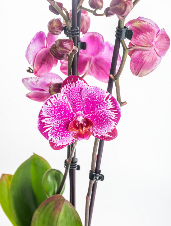Orchidej Můrovec, Phalaenopsis Melody, 2 výhony, bílo - růžová-14901