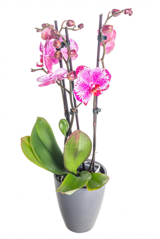 Orchidej Můrovec, Phalaenopsis Melody, 2 výhony, bílo - růžová-14902