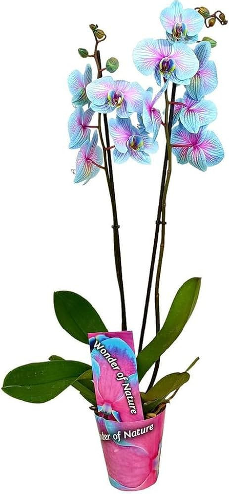 Orchidej Můrovec, Phalaenopsis, modro - růžová