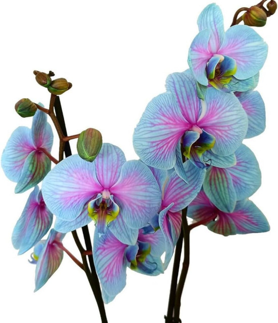 Orchidej Můrovec, Phalaenopsis, modro - růžová-29881