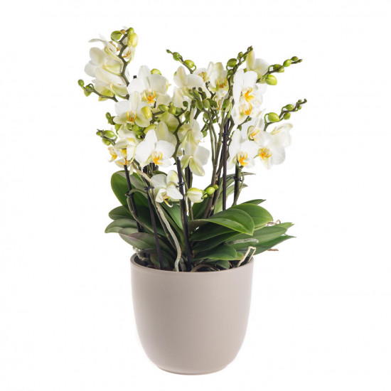 Orchidej Můrovec, Phalaenopsis multiflora Bellissimo, vícevýhonová, bílá-7303