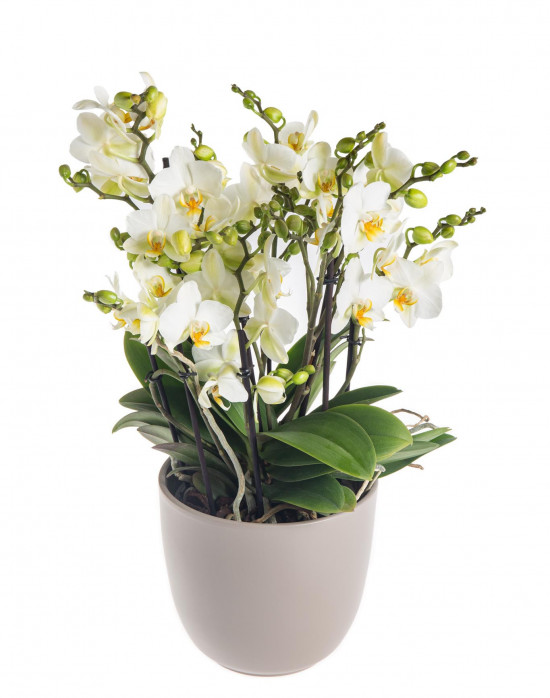 Orchidej Můrovec, Phalaenopsis multiflora Bellissimo, vícevýhonová, bílá-7304