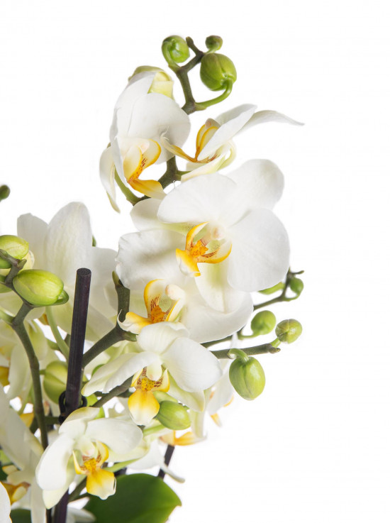 Orchidej Můrovec, Phalaenopsis multiflora Bellissimo, vícevýhonová, bílá-7305