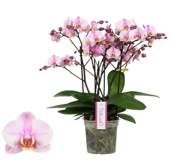 Orchidej Můrovec, Phalaenopsis multiflora Bellissimo, vícevýhonová, růžová