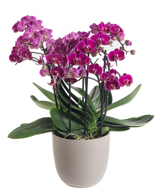 Orchidej Můrovec, Phalaenopsis multiflora Bellissimo, vícevýhonová, tmavě růžová-7296