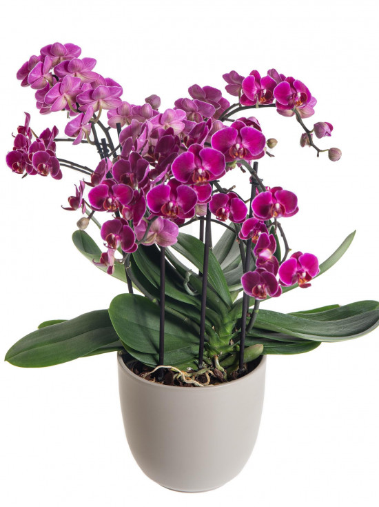 Orchidej Můrovec, Phalaenopsis multiflora Bellissimo, vícevýhonová, tmavě růžová-7298