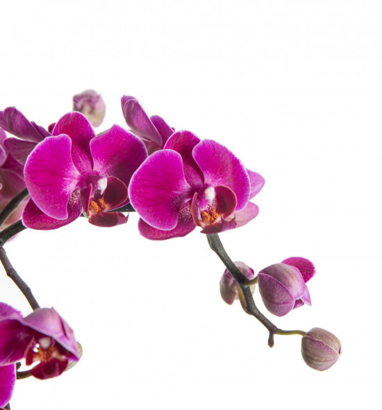 Orchidej Můrovec, Phalaenopsis multiflora Bellissimo, vícevýhonová, tmavě růžová-7299