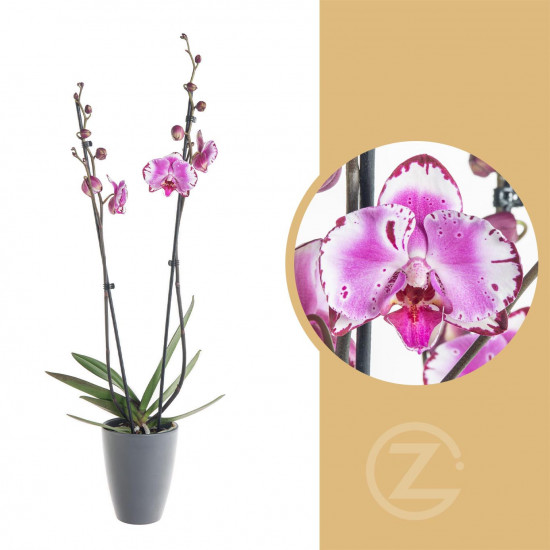 Orchidej Můrovec, Phalaenopsis Mystery, 2 výhony, bílo - fialová-8908