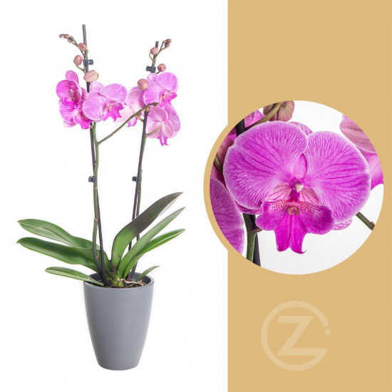Orchidej Můrovec, Phalaenopsis Naomi, 2 výhony, růžová