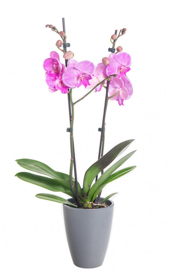 Orchidej Můrovec, Phalaenopsis Naomi, 2 výhony, růžová-14886