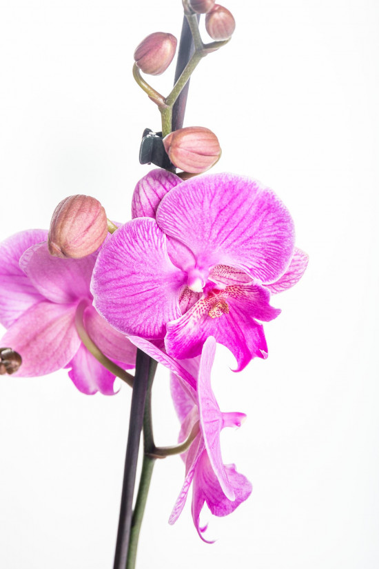 Orchidej Můrovec, Phalaenopsis Naomi, 2 výhony, růžová-14887