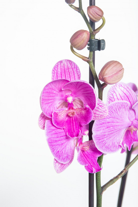 Orchidej Můrovec, Phalaenopsis Naomi, 2 výhony, růžová-14888