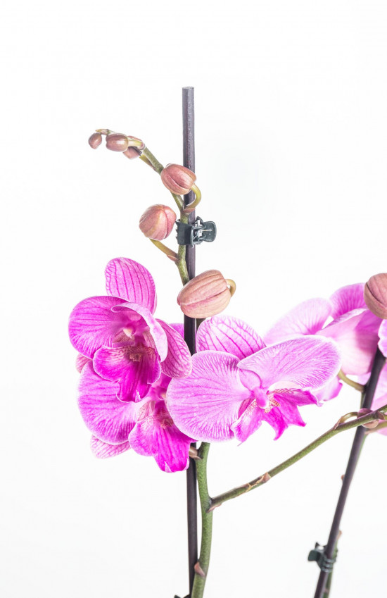 Orchidej Můrovec, Phalaenopsis Naomi, 2 výhony, růžová-14889