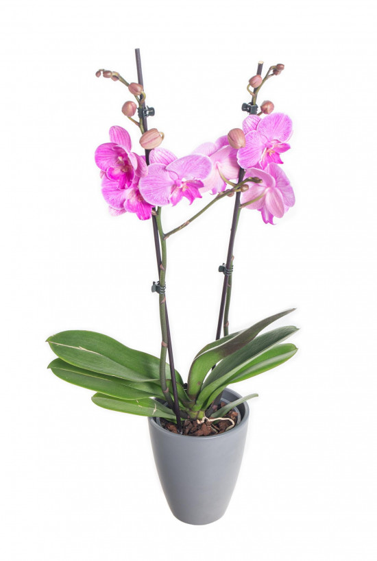 Orchidej Můrovec, Phalaenopsis Naomi, 2 výhony, růžová-14890