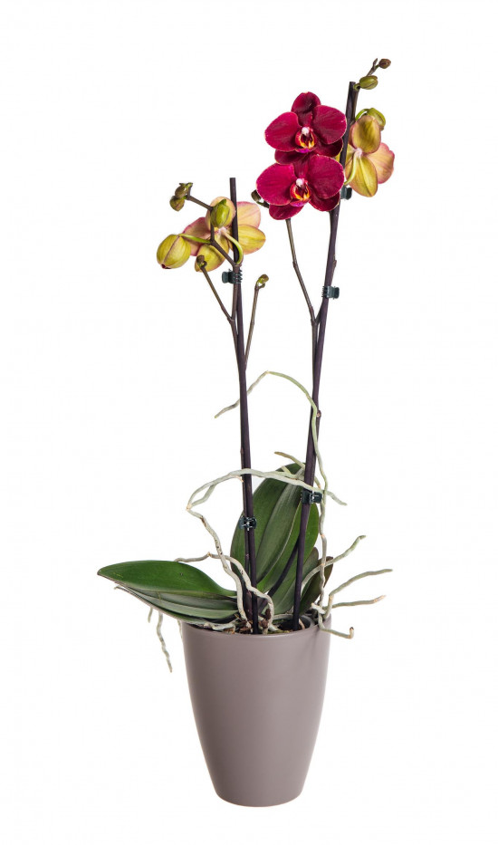 Orchidej Můrovec, Phalaenopsis Ola, 2 výhony, vínová-17586