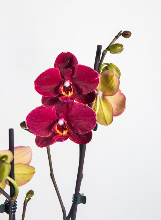Orchidej Můrovec, Phalaenopsis Ola, 2 výhony, vínová-17587