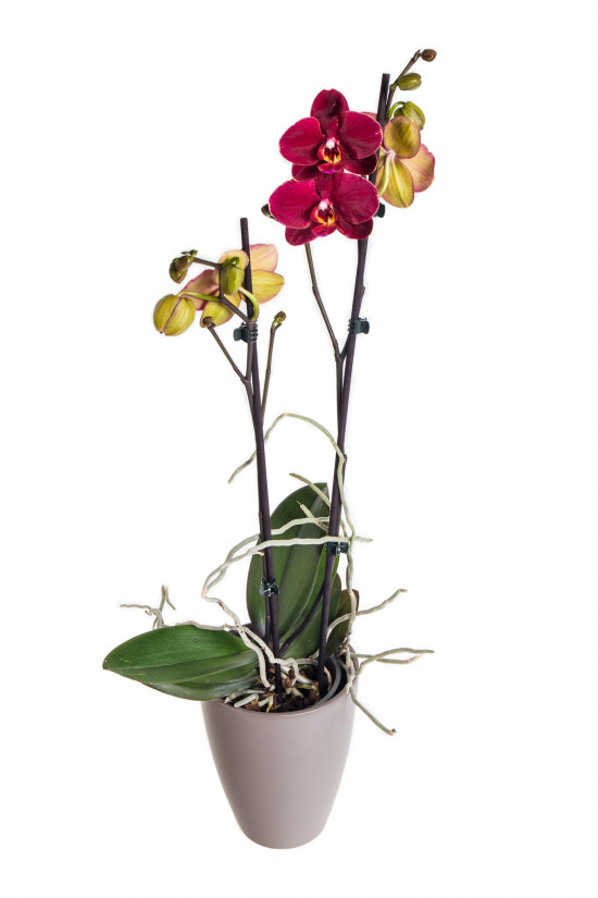 Orchidej Můrovec, Phalaenopsis Ola, 2 výhony, vínová-17588
