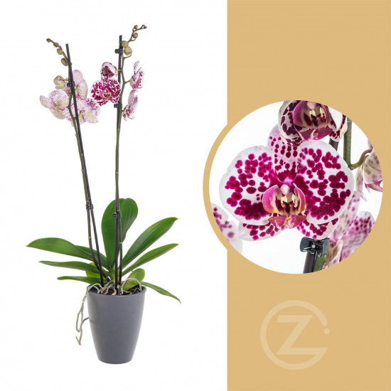 Orchidej Můrovec, Phalaenopsis Polka Dots, 2 výhony, bílo - vínová