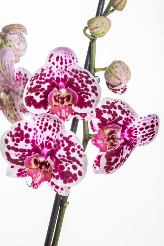 Orchidej Můrovec, Phalaenopsis Polka Dots, 2 výhony, bílo - vínová-11962