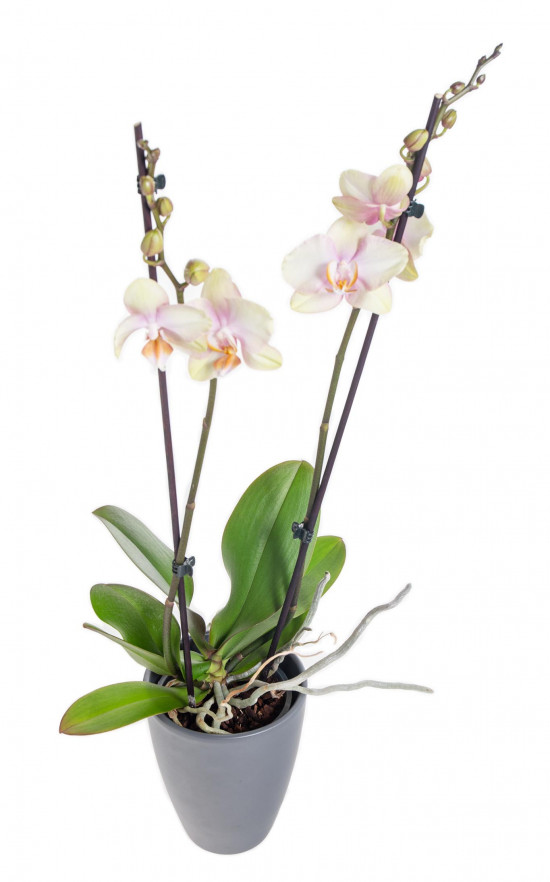 Orchidej Můrovec, Phalaenopsis Super Marry, 2 výhony, žluto - růžová-14320