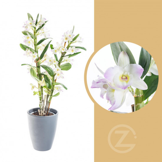 Orchidej Stromobytec, Dendrobium nobile, 2 výhon, bílo - růžová-8120
