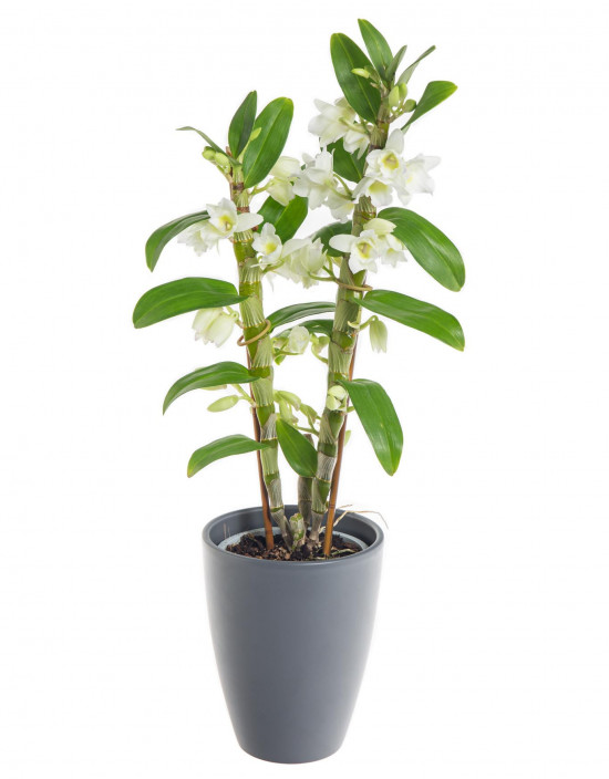 Orchidej Stromobytec, Dendrobium nobile, 2 výhony, bílá