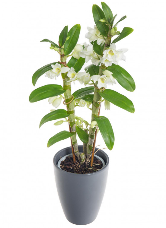 Orchidej Stromobytec, Dendrobium nobile, 2 výhony, bílá-7301