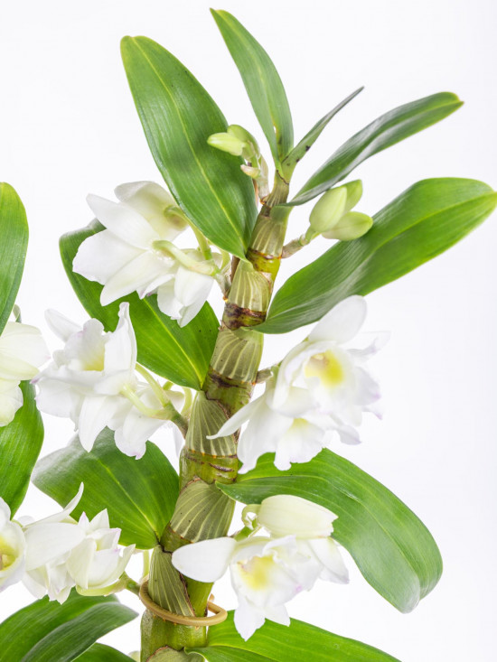 Orchidej Stromobytec, Dendrobium nobile, 2 výhony, bílá-7302