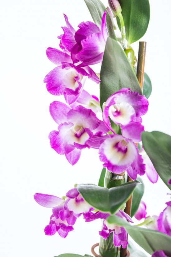 Orchidej Stromobytec, Dendrobium nobile, 2 výhony, bílo - tmavě růžová-8119