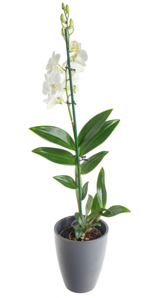 Orchidej Stromobytec, Dendrobium Sa - nook, bílá-7323