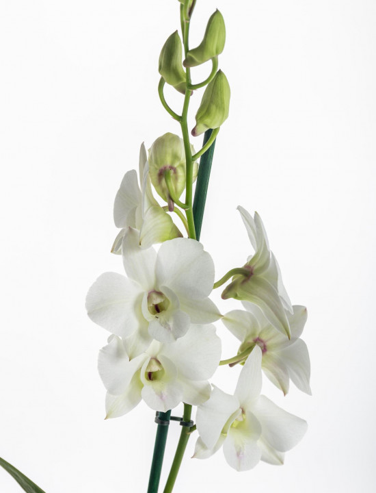 Orchidej Stromobytec, Dendrobium Sa - nook, bílá-7324