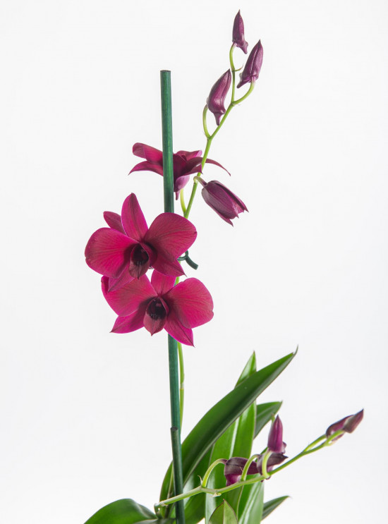 Orchidej Stromobytec, Dendrobium Sa - nook, fialová-7327