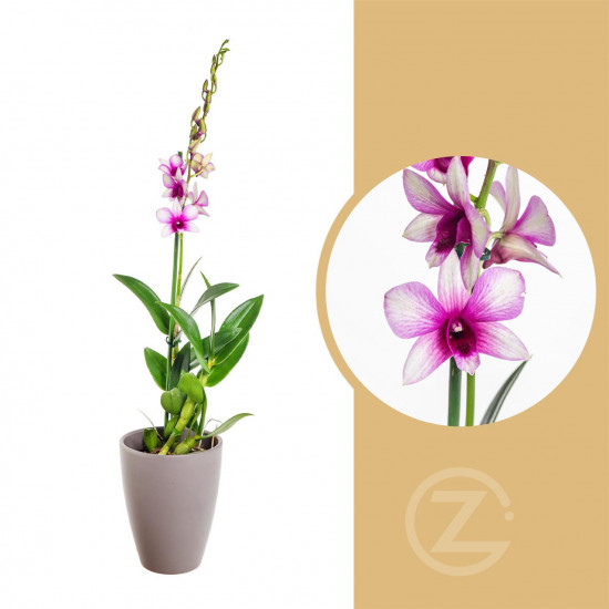 Orchidej Stromobytec, Dendrobium Sa - nook, fialovo - bílá