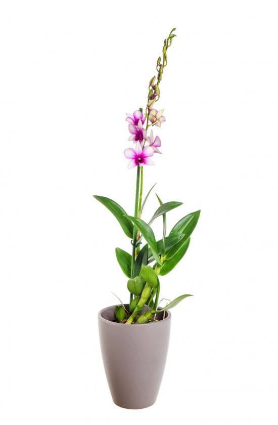 Orchidej Stromobytec, Dendrobium Sa - nook, fialovo - bílá-18160