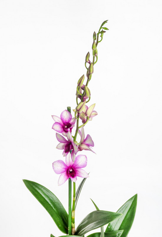 Orchidej Stromobytec, Dendrobium Sa - nook, fialovo - bílá-18161