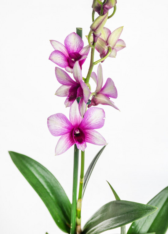 Orchidej Stromobytec, Dendrobium Sa - nook, fialovo - bílá-18162