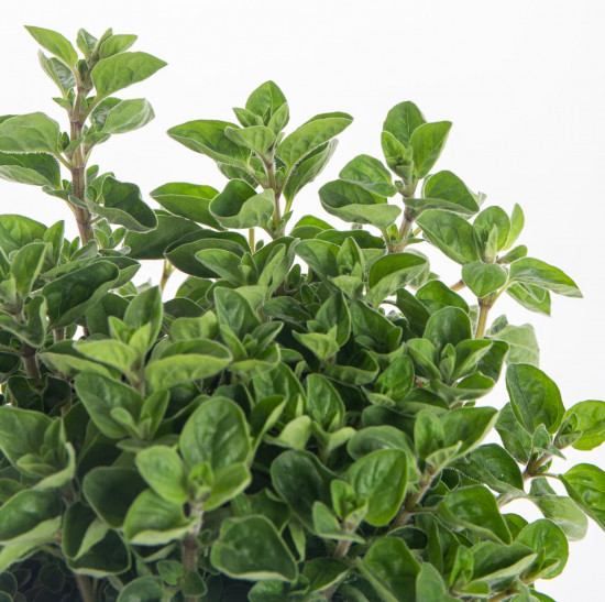 Oregano neboli Dobromysl, Origanum vulgare, v květináči-7871