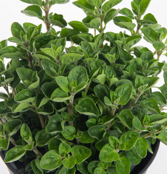 Oregano neboli Dobromysl, Origanum vulgare, v květináči-7872