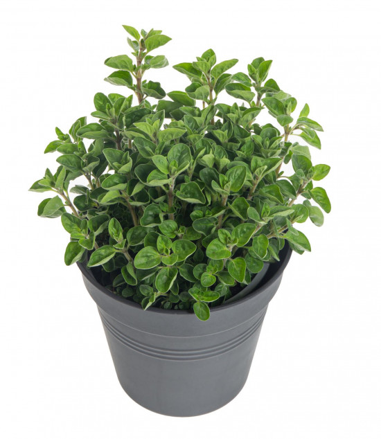 Oregano neboli Dobromysl, Origanum vulgare, v květináči-7873
