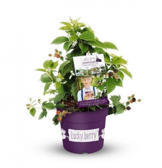 Ostružiník remontantní, Rubus fruticosus Luckyberry, velikost kontejneru 4.6 l