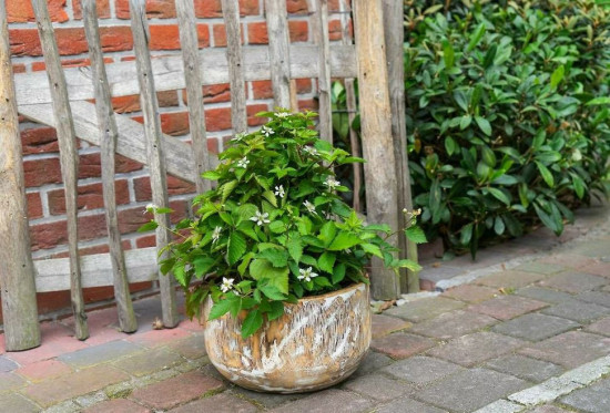 Ostružiník remontantní, Rubus fruticosus Luckyberry, velikost kontejneru 4.6 l-27281