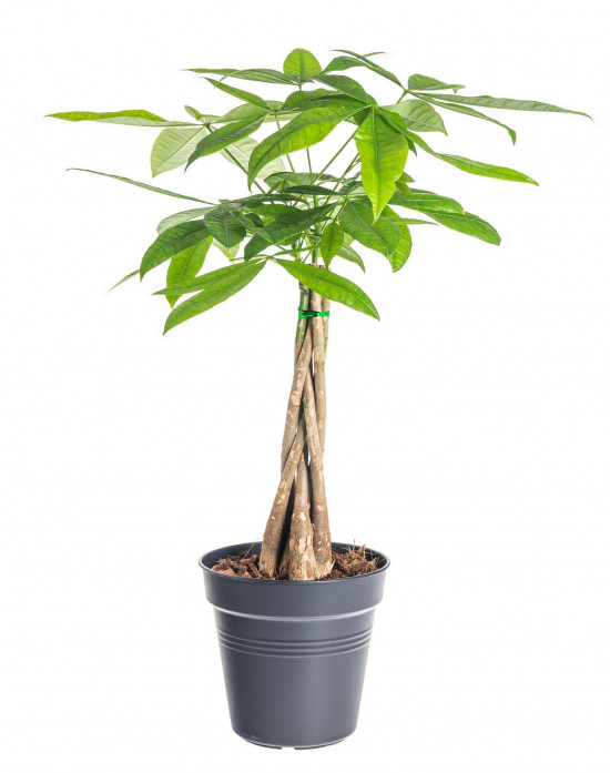 Pachira vodní, Pachira aquatica, průměr květináče 17 cm