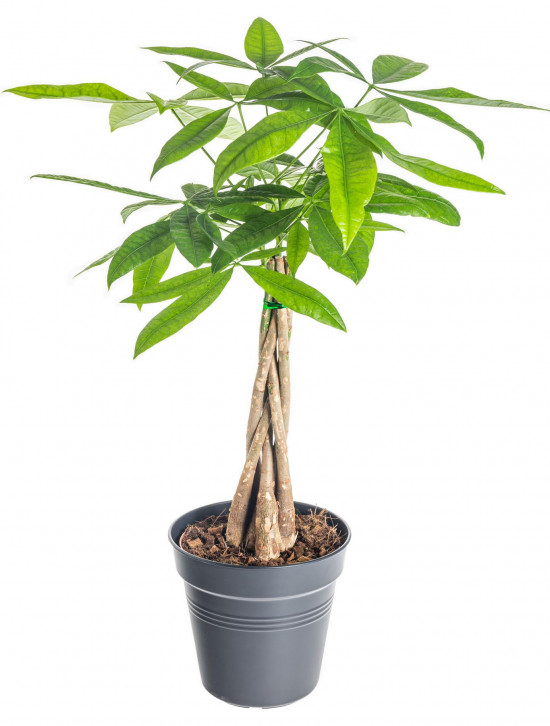 Pachira vodní, Pachira aquatica, průměr květináče 17 cm-7390
