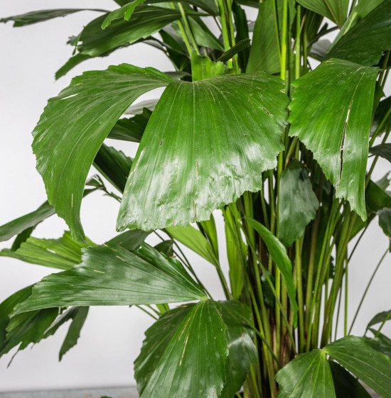 Palicha jemná, Caryota mitis, vysoká 100 - 120 cm, průměr květináče 24 cm-8463