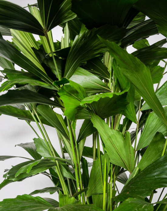 Palicha jemná, Caryota mitis, vysoká 100 - 120 cm, průměr květináče 24 cm-8464