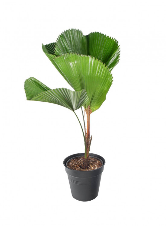 Palma paprsčitá, Licuala grandis, průměr květináče 24 cm-23341