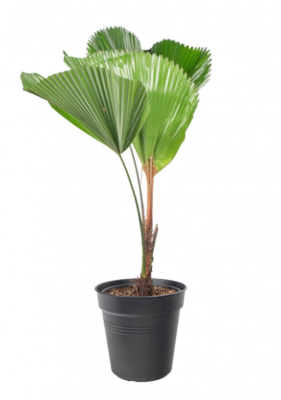 Palma paprsčitá, Licuala grandis, průměr květináče 24 cm