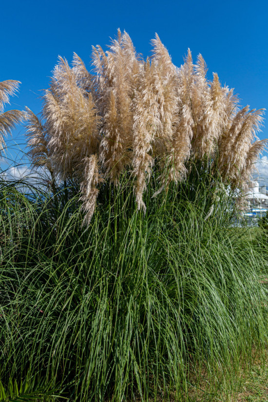Pampová tráva, Cortaderia selloana Pumila, velikost kontejneru 10 l